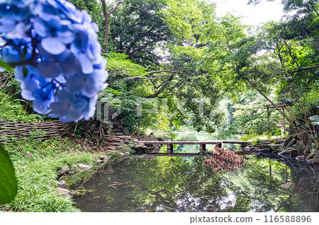 The pond at Tokyo University The pond at Tokyo University 116588896