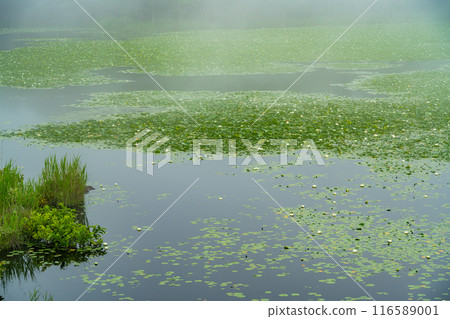 [Shiretoko Peninsula, Hokkaido] Summer tour of the Shiretoko Five Lakes: Lake one where white water lilies bloom 116589001