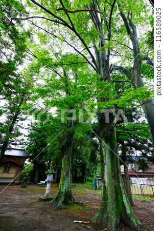 群馬縣甘樂郡甘樂町菅原神社 群馬縣甘樂郡甘樂町菅原神社 116589025