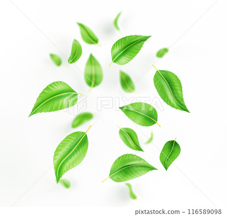 Falling green tea leaves or mint, fresh foliage of lime or peppermint flying in air 3d render. Organic element for product packaging design, advertising isolated on white background. 3D illustration Falling green tea leaves or mint, fresh foliage of lime or peppermint flying in air 3d render. Organic element for product packaging design, advertising isolated on white background. 3D illustration 116589098