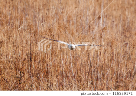 A beautiful Rough-legged Hawk (Accipitridae) flies out of a reed bed on the Tone River riverbed, Gunma Prefecture, Japan. A beautiful Rough-legged Hawk (Accipitridae) flies out of a reed bed on the Tone River riverbed, Gunma Prefecture, Japan. 116589171
