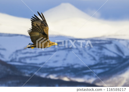 白尾鷹和知床山脈 116589217
