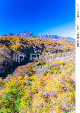 [Autumn material] Yatsugatake and blue sky during the autumn leaves season seen from Yatsugatake Ohashi Bridge [Yamanashi Prefecture] 116589276