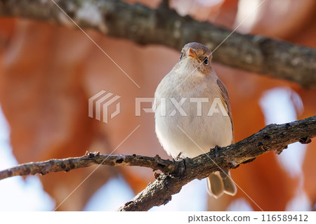 西部白鶲（鶲科），有一條可愛的尾巴。  位於日本埼玉縣北勝飾區松志綠岡公園。 116589412