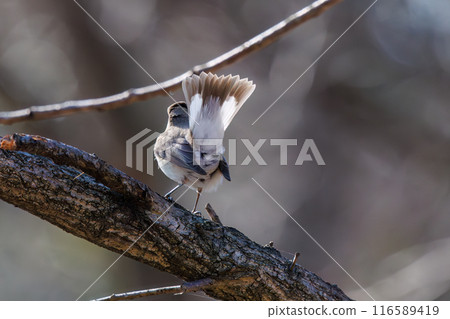 A cute, protruding tail of a Western Flycatcher (Flycatcher family). At Matsubushi Green Hill Park, Kitakatsushika District, Saitama Prefecture, Japan. 116589419