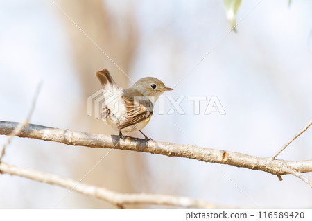 A cute, protruding tail of a Western Flycatcher (Flycatcher family). At Matsubushi Green Hill Park, Kitakatsushika District, Saitama Prefecture, Japan. 116589420