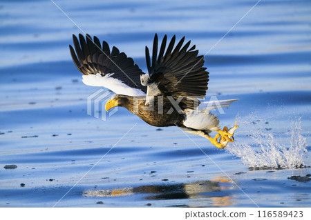 Steller's sea eagle that caught its prey 116589423