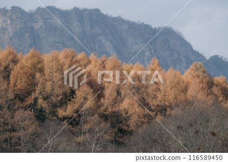 A visual ode to the Japanese alps in fall, Experience the abstract beauty of misty valleys, sunlit pines, and the serene reflection of trees in a calm lake. 116589450