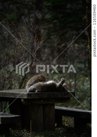 Mother monkey and baby in Japan's rainforest habitat. Adorable family portrait, showcasing grooming, curious expressions, and the tropical beauty of wildlife. 116589460