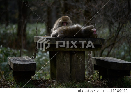 Family of cute monkeys in a Japanese rainforest, showcasing adorable grooming interactions. Curious expressions and funny behavior in their natural tropical habitat. Family of cute monkeys in a Japanese rainforest, showcasing adorable grooming interactions. Curious expressions and funny behavior in their natural tropical habitat. 116589461