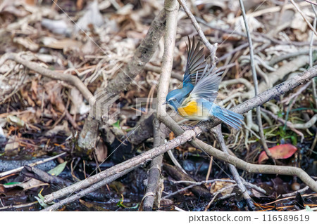A cute bluebird of happiness, the Blue-and-White Flycatcher (Flycatcher family), flaps its wings and takes off. At Koishikawa Botanical Garden, Bunkyo-ku, Tokyo, Japan. 116589619