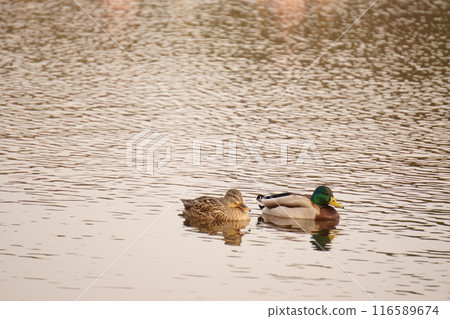 A pair of mallards swimming in a pond A pair of mallards swimming in a pond 116589674