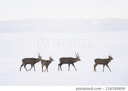 A herd of Yezo deer walking in the frozen Notsuke Bay 116589809