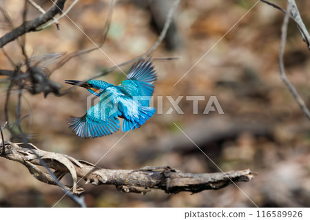 一隻可愛的翠鳥 (Alcedae) 潛入水中捕捉食物。  日本東京文京區小石川植物園 116589926