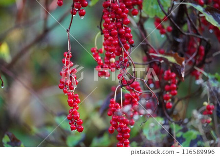 鮮紅的秋天果實：韓國五味子 116589996