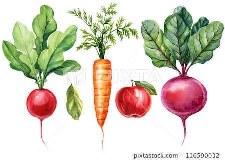 Carrot, beet, apple, radish with green leaves solated on a white background, vegetable set hand painted illustration. 116590032