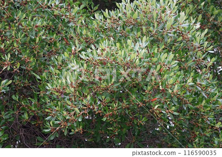 Mokkoku fruit formed shortly after flowering, 2024 Mokkoku fruit formed shortly after flowering, 2024 116590035
