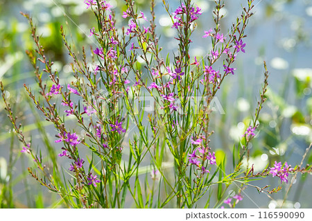 Ivan-tea purple flowers in the meadow. 116590090