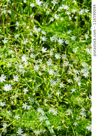 Tiny beautiful wildflowers in the meadow. 116590094