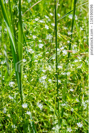 Tiny beautiful wildflowers in the meadow. 116590096
