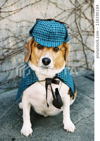 Beagle dressed as a detective 116590184