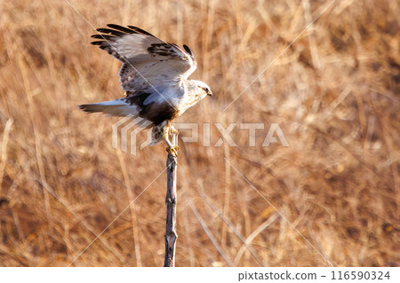 A beautiful Rough-legged Hawk (Accipitridae) jumping onto a perch on the Tone River riverbed, Gunma Prefecture, Japan. A beautiful Rough-legged Hawk (Accipitridae) jumping onto a perch on the Tone River riverbed, Gunma Prefecture, Japan. 116590324