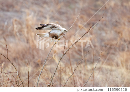 A beautiful Rough-legged Hawk (Accipitridae) jumping onto a perch on the Tone River riverbed, Gunma Prefecture, Japan. A beautiful Rough-legged Hawk (Accipitridae) jumping onto a perch on the Tone River riverbed, Gunma Prefecture, Japan. 116590326
