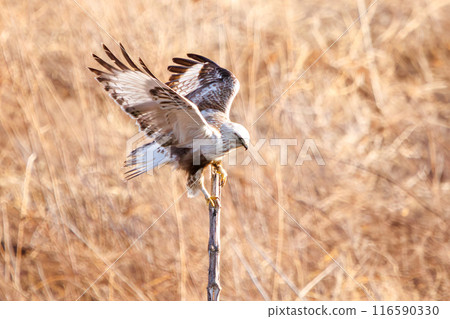 A beautiful Rough-legged Hawk (Accipitridae) jumping onto a perch on the Tone River riverbed, Gunma Prefecture, Japan. 116590330