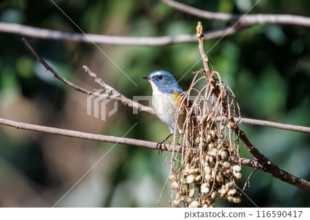 A cute bluebird, a happy blue bird eating nuts, at Koishikawa Botanical Garden, Bunkyo-ku, Tokyo, Japan. 116590417