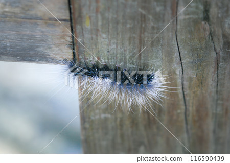 The black caterpillar is the larva of the tiger moth (Macrobrochis gigas). 116590439