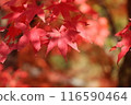 Maple  116590464