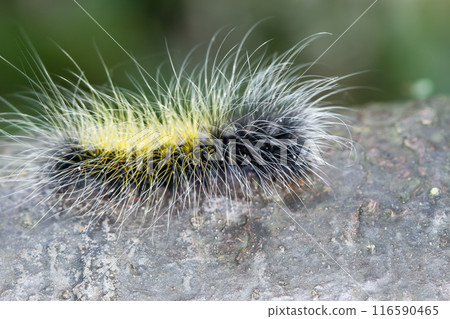 The black caterpillar is the larva of the tiger moth (Macrobrochis gigas). The black caterpillar is the larva of the tiger moth (Macrobrochis gigas). 116590465