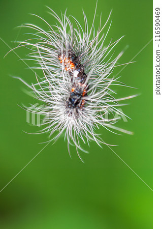 The black caterpillar is the larva of the tiger moth (Macrobrochis gigas). The black caterpillar is the larva of the tiger moth (Macrobrochis gigas). 116590469