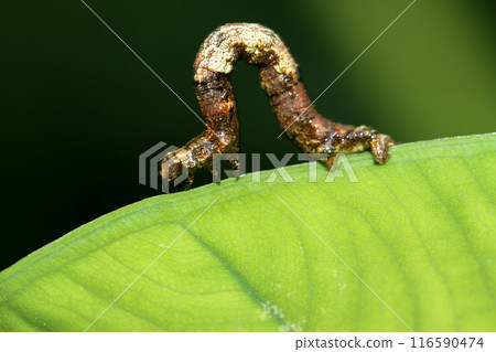 Geometridae caterpillar crawl on leaves with their backs hunched over. 116590474
