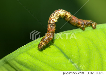 Geometridae caterpillar crawl on leaves with their backs hunched over. 116590476