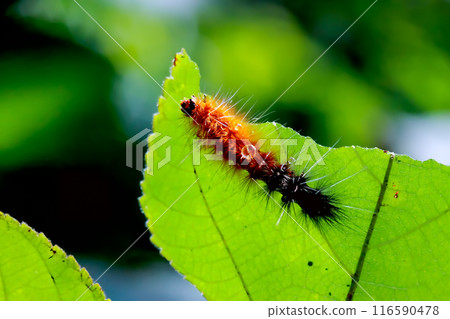 Orange caterpillar of Spilarctia subcarnea on green leaf. Wulai, Taiwan. 116590478