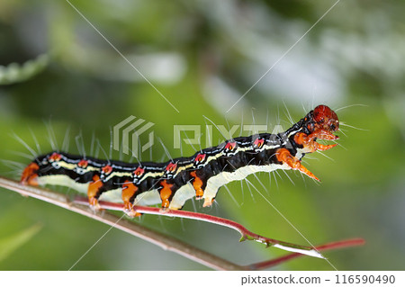 Arcte coerula Caterpillar with Red Spots and Black Stripes, Taiwan. Arcte coerula Caterpillar with Red Spots and Black Stripes, Taiwan. 116590490