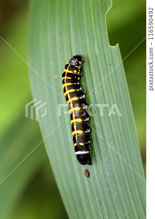 Vibrant Hyblaea Firmamentum Caterpillar on Leaf in Wulai, Taiwan. 116590492