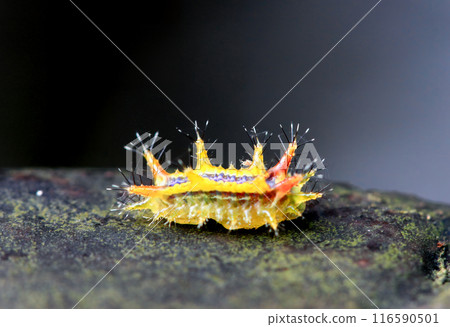Vibrant slug caterpillar on green plants. Wulai, Taiwan. Vibrant slug caterpillar on green plants. Wulai, Taiwan. 116590501