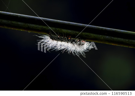 The black caterpillar is the larva of the tiger moth (Macrobrochis gigas). The black caterpillar is the larva of the tiger moth (Macrobrochis gigas). 116590513