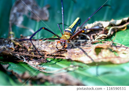 Predatory elegance 116590531