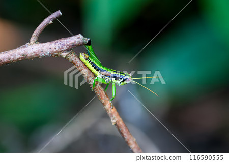 A grasshopper looks cute hugging a branch. A grasshopper looks cute hugging a branch. 116590555
