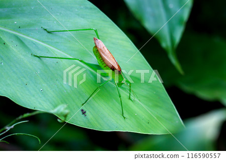 Vibrant green katydid - Tettigoniidae in natural habitat. Vibrant green katydid - Tettigoniidae in natural habitat. 116590557