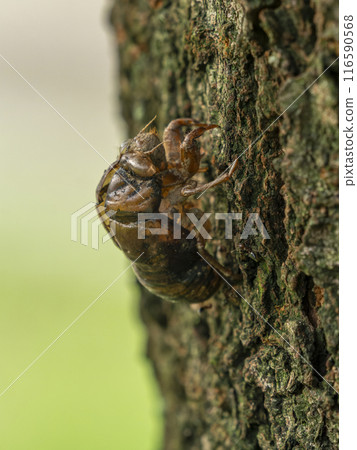 Cicada shell clinging to a tree trunk 116590568