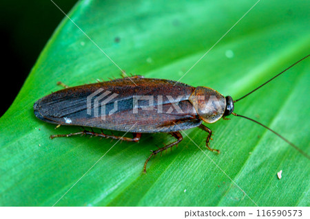 Dark Brown Cockroach(Blattodea or Blattaria) on Lush Green Leaf. Wulai, Taiwan. 116590573