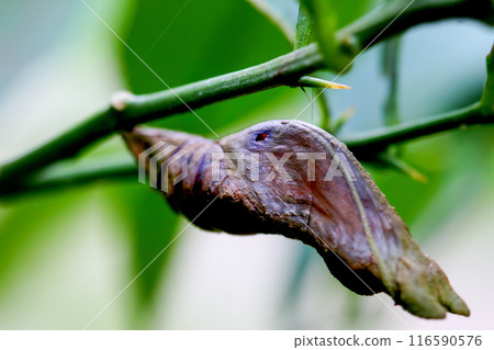 Papilion(or Swallowtail) butterfly pupa on a thorn branch in Wulai, Taiwan. 116590576