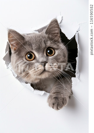 British shorthair breaking through paper 116590582