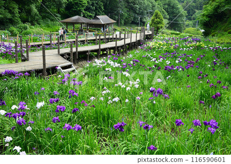 Ninomiya Seseragi Park, where the valley is filled with irises Ninomiya Seseragi Park, where the valley is filled with irises 116590601