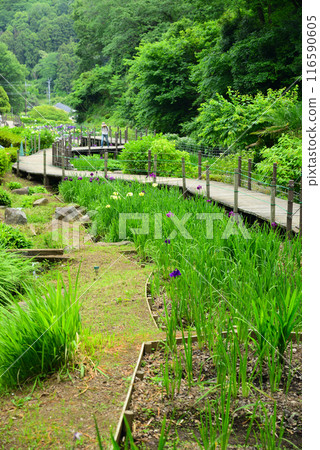 Ninomiya Seseragi Park, where the valley is filled with irises Ninomiya Seseragi Park, where the valley is filled with irises 116590605