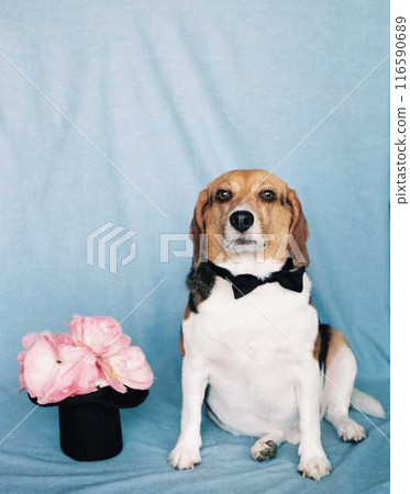 Beagle dressed as a magician 116590689